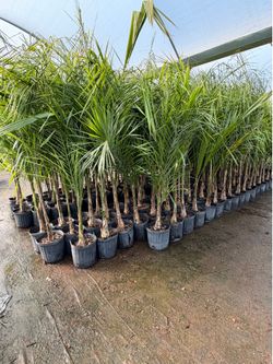 Queen palms 10" pots 4-5 feet tall