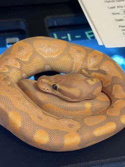 Reptile Enclosure