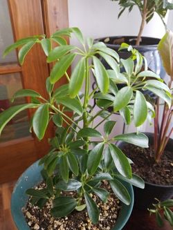 Hawaiian Schefflera Plant - Great Indoors