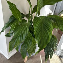 Helathy peace lilly plant In Large Ceramic Planter 