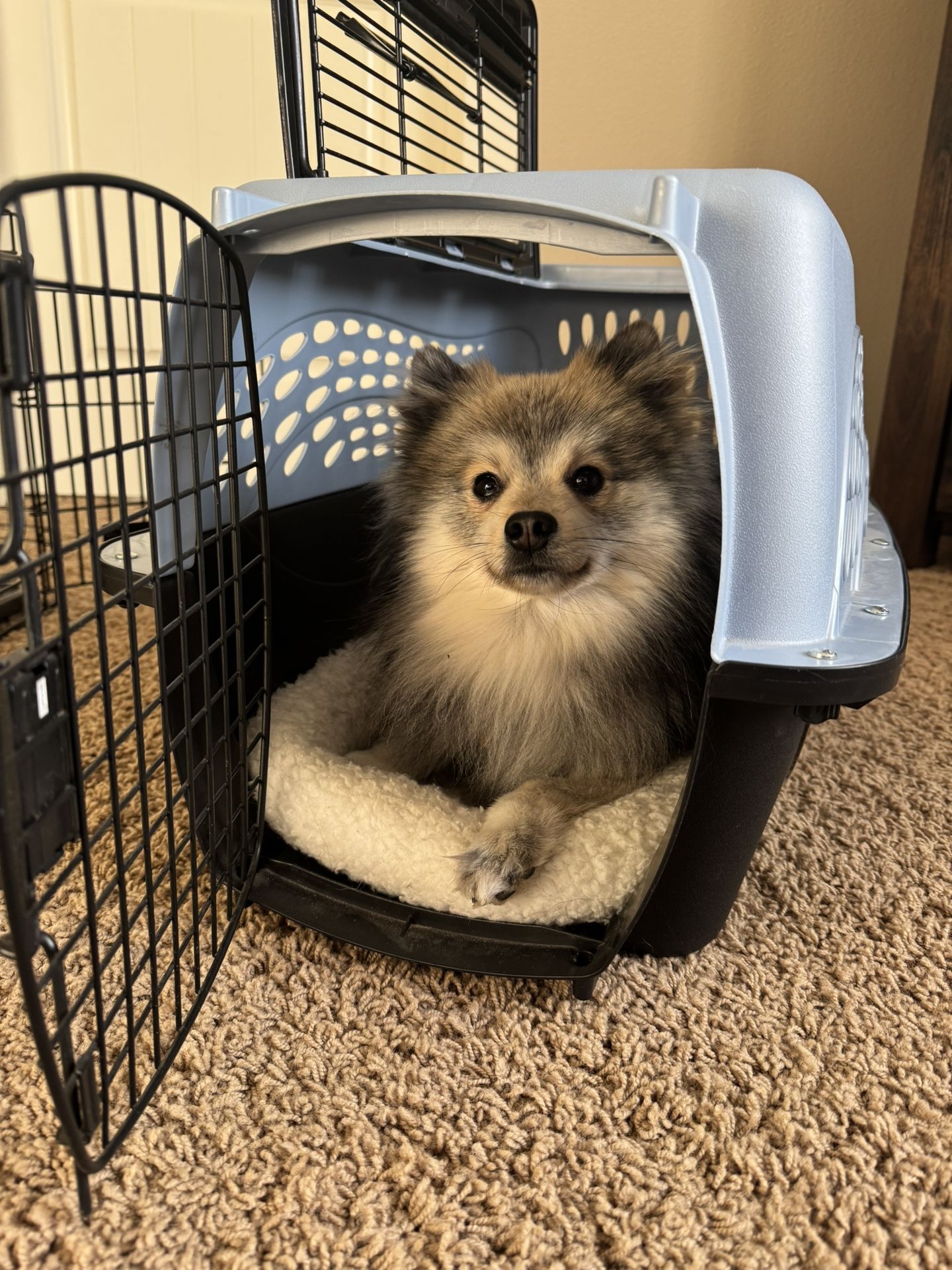 Dog and Cat Kennel - Plastic Crate for Pets