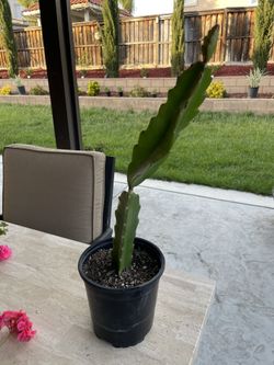 Dragon Fruit plant