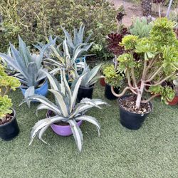 Succulents Plants 