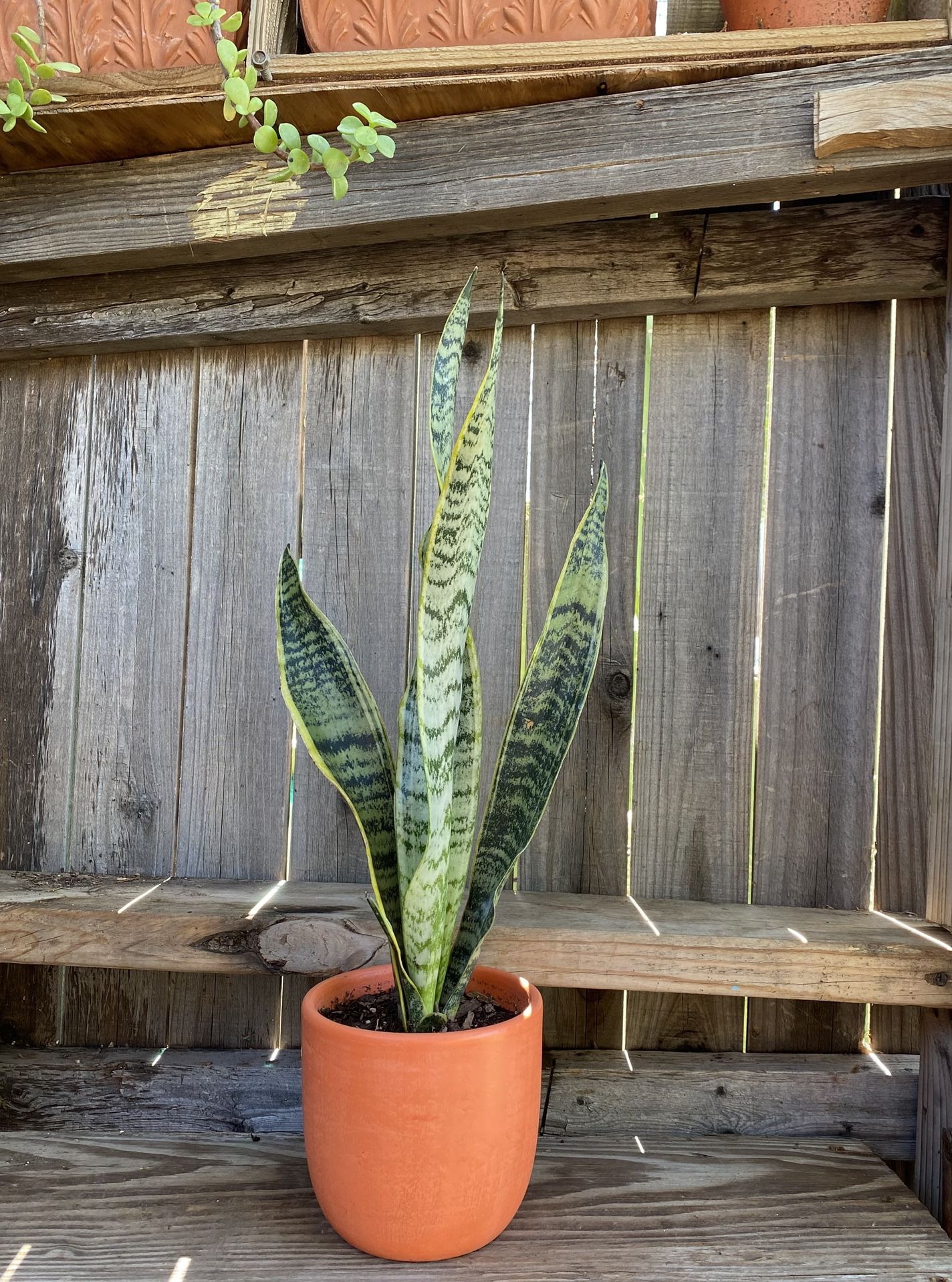 Indoor Mother-in-Law Or Snake Plant