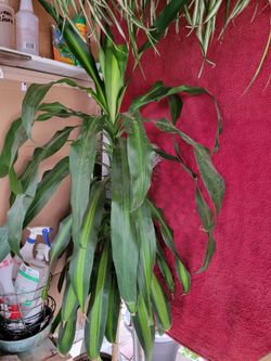 Corn dracaena.