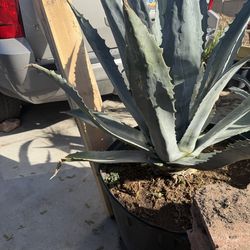 Lg Agave Plants  / maguey   $50 each