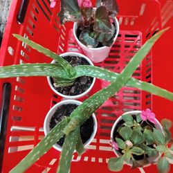 Plantas $3 Cada Una 