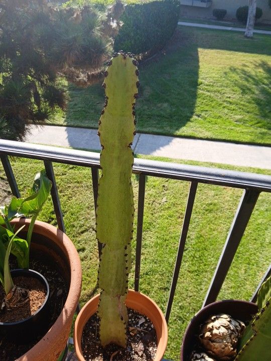Plants 