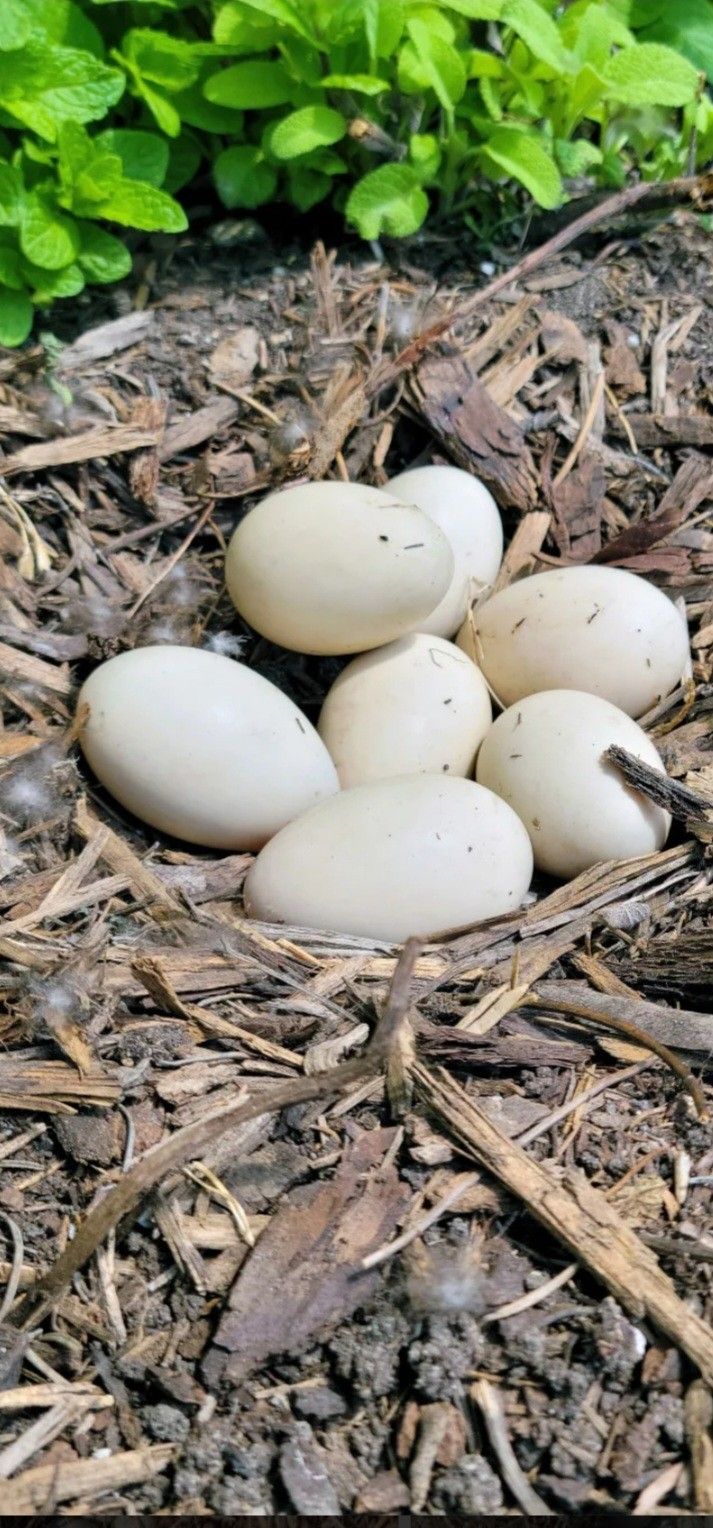 Farm Fresh Duck Eggs 