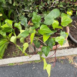 Ivy Plants In Pot Decorative Green Plant