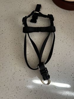 Dog Items