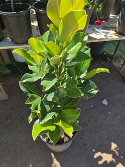 Magnolia grandiflora