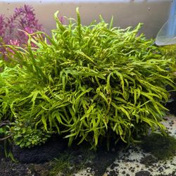 Large Java Fern Trident Mini