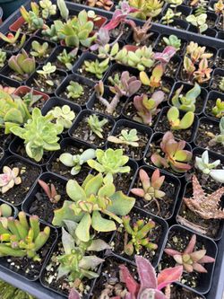 $1 Each Succulents 