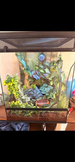 Reptile tank