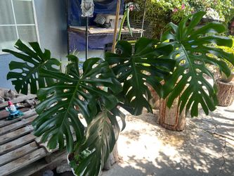Monstera de Ojas gigantes plants indoors