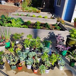 Succulents Nothing Over 5 Dollars 