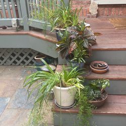 House Plants Four Pots!!!