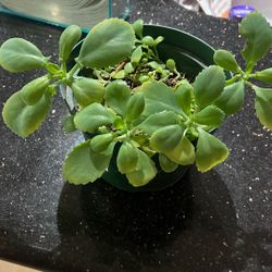 Mother Of Millions 