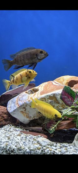 Fish Tank Aquarium
