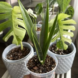 Sansevieria Green Arrow- Import from Bali 