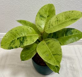 Variegated Rubber Plant Ficus Elastica