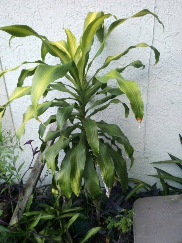 Corn Plants