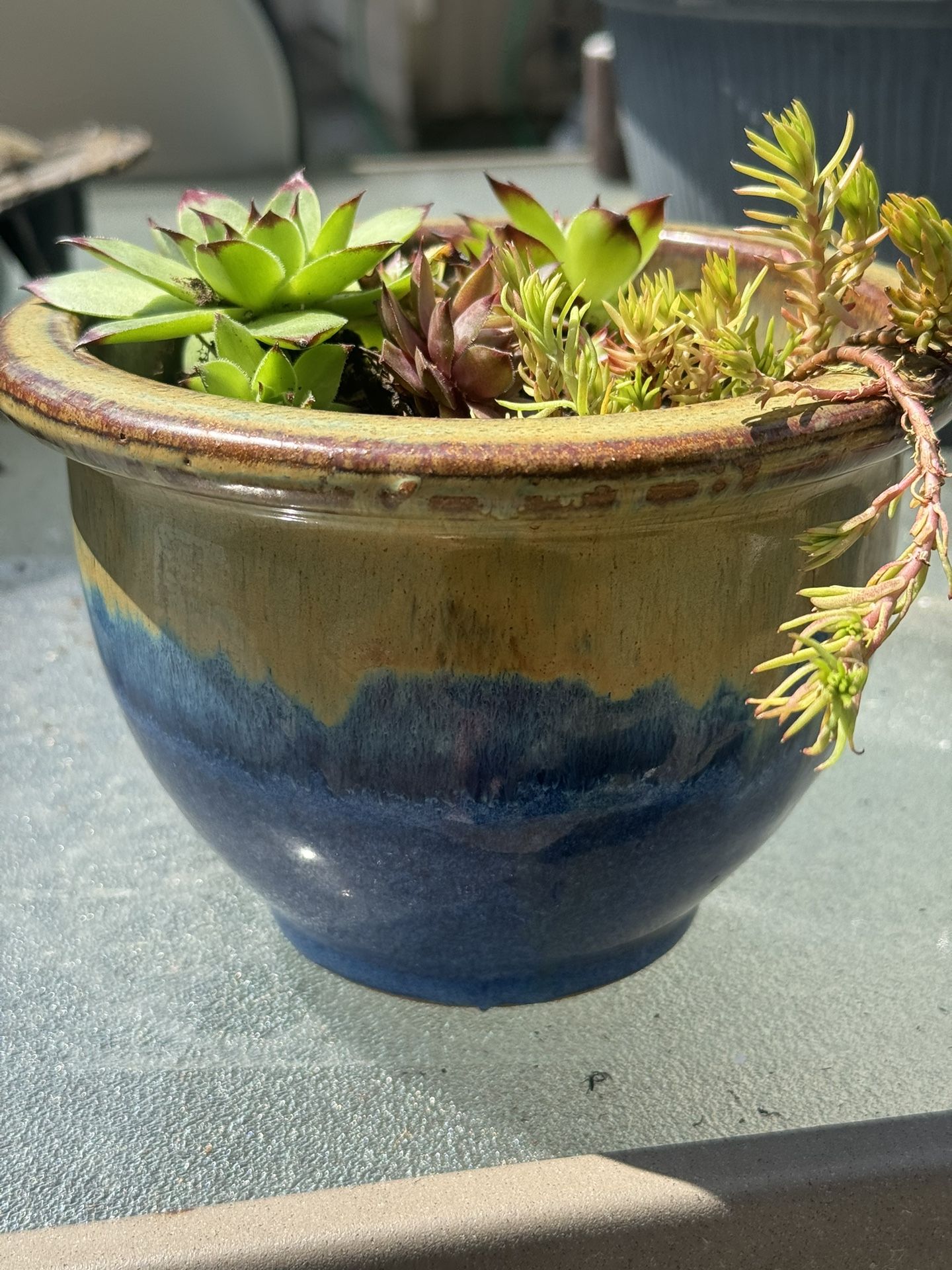 Potted Succulent arrangement