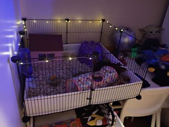 Guinea pig cage