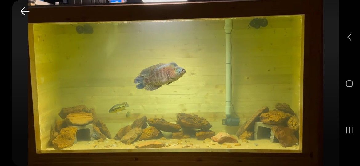 Fish Tank Decoration