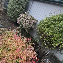 Landscaping shrubs, plum tree, rosebushes, and some other tree I don't even know what it is Free.