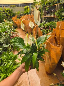 Peace lily 4" pot