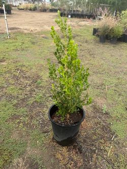 Boxwood - 5 gallon