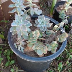 Succulents