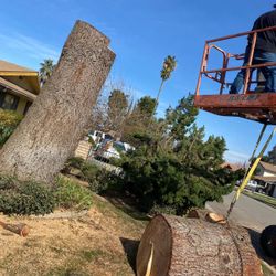 Tree Trunk For Wood Carving 