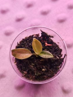 Philodendron Variegated Melanochrysum