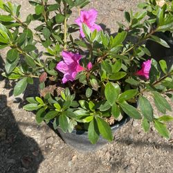 Azaleas