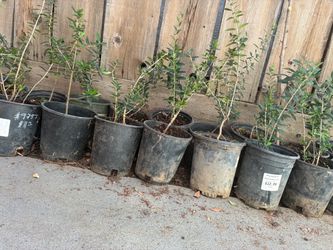 Olive Trees 1 foot tall $10 each