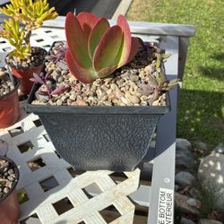 Succulent Variety pot, $10