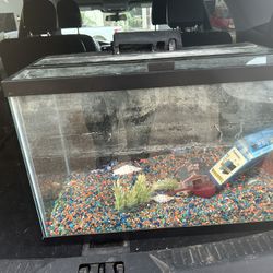 Fish Tank 