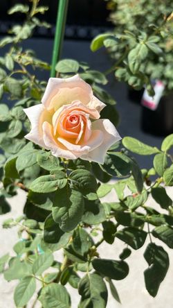 🌹 PEARLY GATES™ CLIMBING ROSE — 5 GALLON | SUPER BLOOM! 🌹