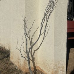 Dried Manzanita 