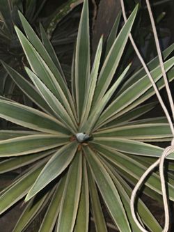 Planta grande de agave
