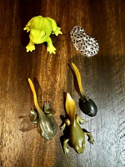 Life Cycle Of The Frog