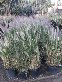 I’m selling fountain grass Boxwood bushes. Ficus. Golden Euonymus green bushes Red Bougainvillea