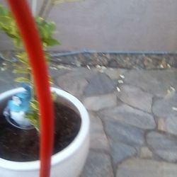 Pink Lemon Tree An Pot Blueberry Plant An Pot