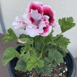 Geranium Martha Washingot Plant, In 1 Gallon Pot Pick Up Only