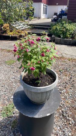 Tree fuchsia upright