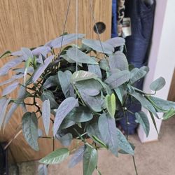 Healthy Full Cebu Blue Pothos