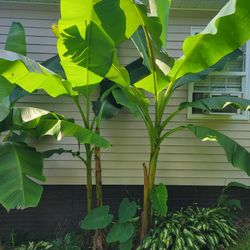  Foot BANANA TREES 20$